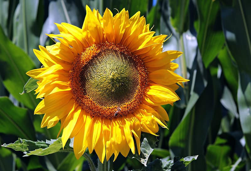 Local Harvest cover image