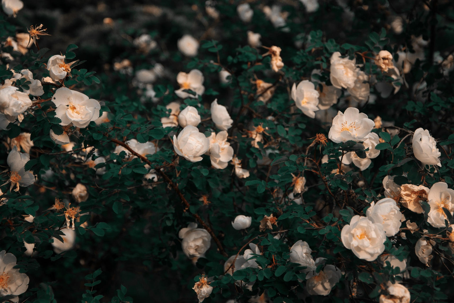 The Florist Quarter cover image