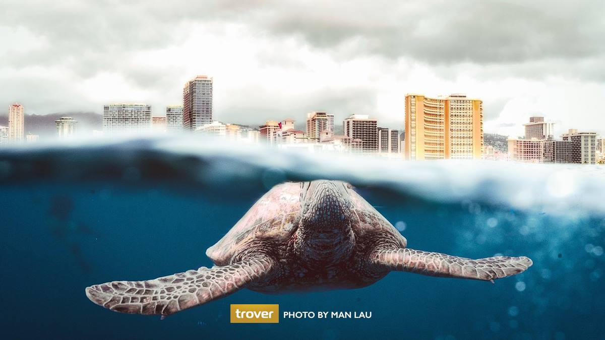 Trover cover image
